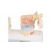 model dydaktyczny osteoporozy - 3b smart anatomy - 1000182 [a95] 3b scientific modele anatomiczne 6